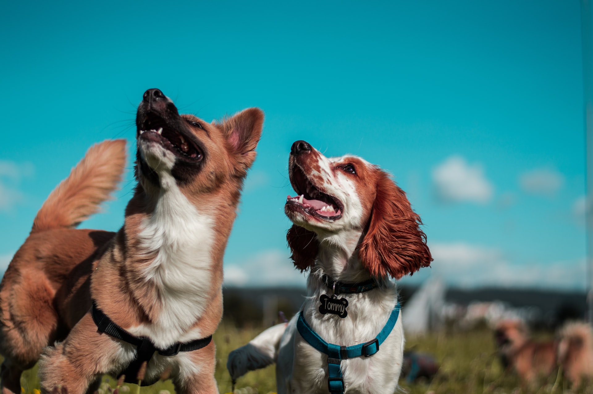 Veterinarian in Sierra Vista, AZ